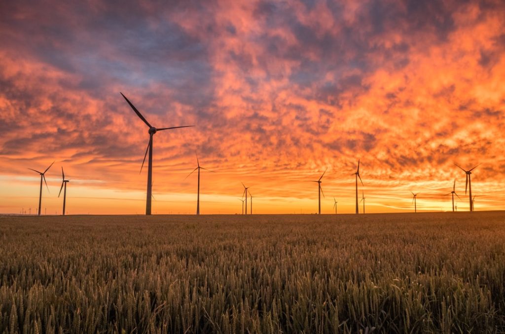 a field of wheat with windmills in the background