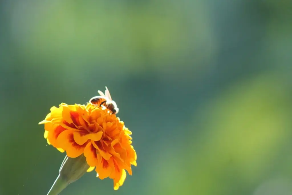 a bee on a flower