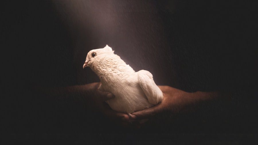 Photo Holy Spirit